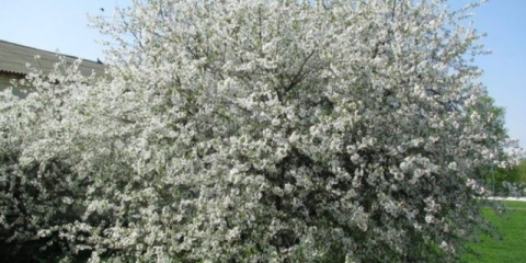 Duke minx: fotografija i opis, karakteristike sorte trešnje, sadnja i njega